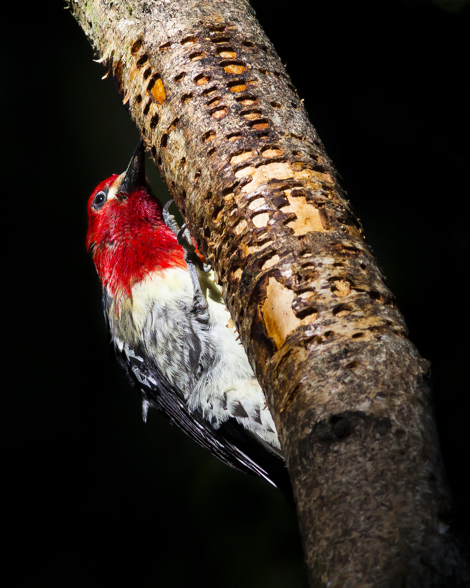Canon EOS 60D + Canon EF 300mm F4L IS USM sample photo. Red-breasted sapsucker photography