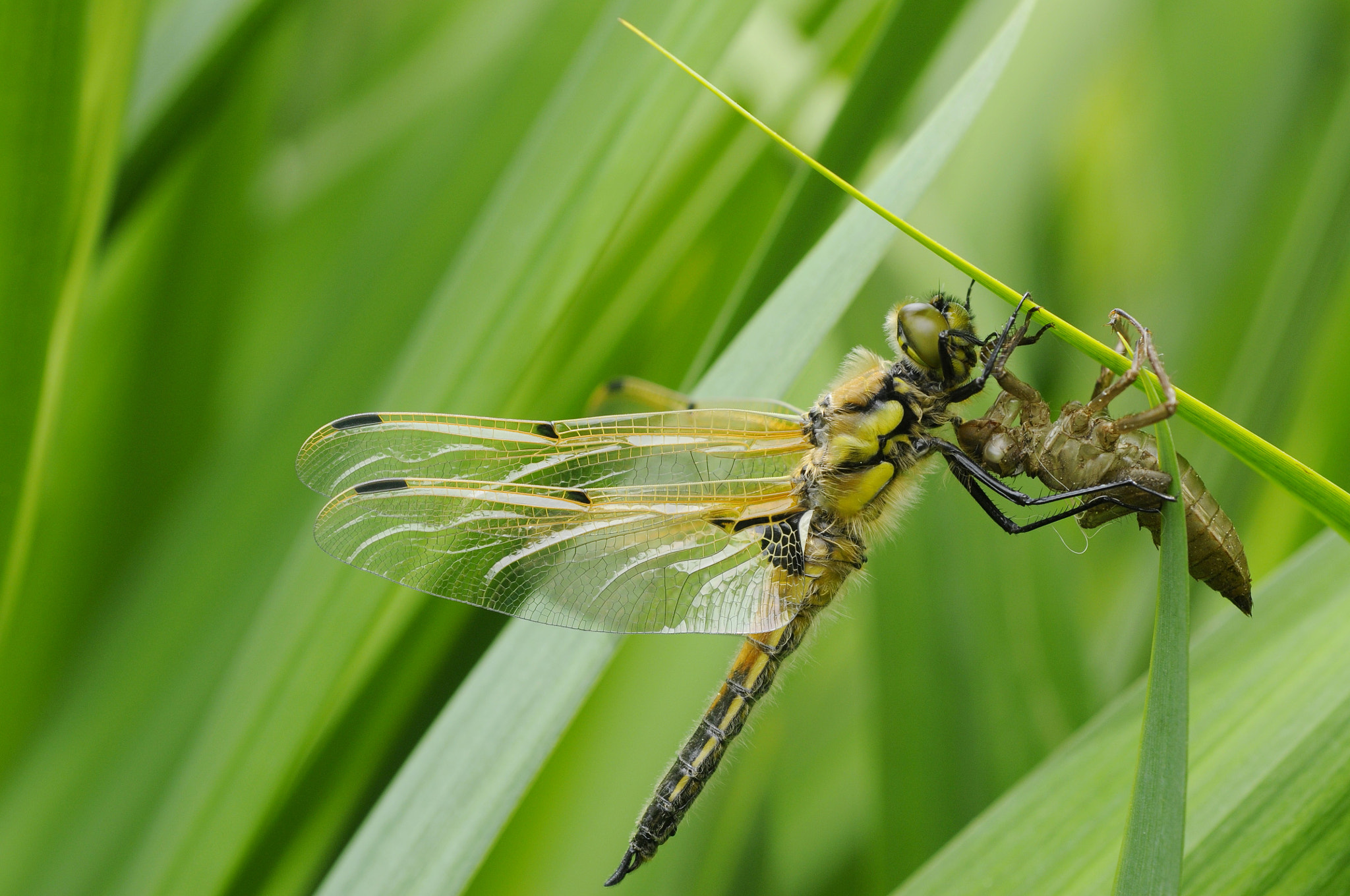 Nikon D300S + Nikon AF Micro-Nikkor 60mm F2.8D sample photo. Libellula quadrimaculata photography