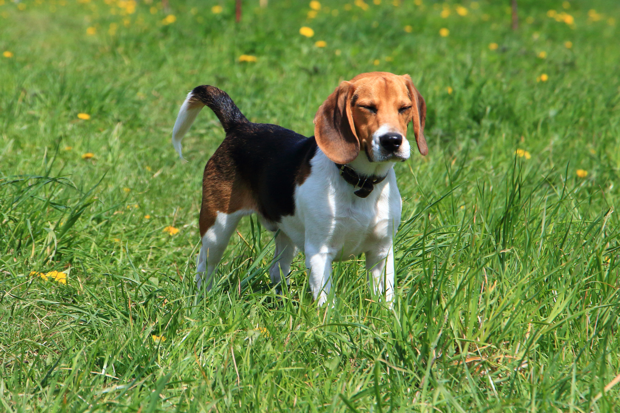 Canon EF-S 18-135mm F3.5-5.6 IS STM sample photo. The beagle photography