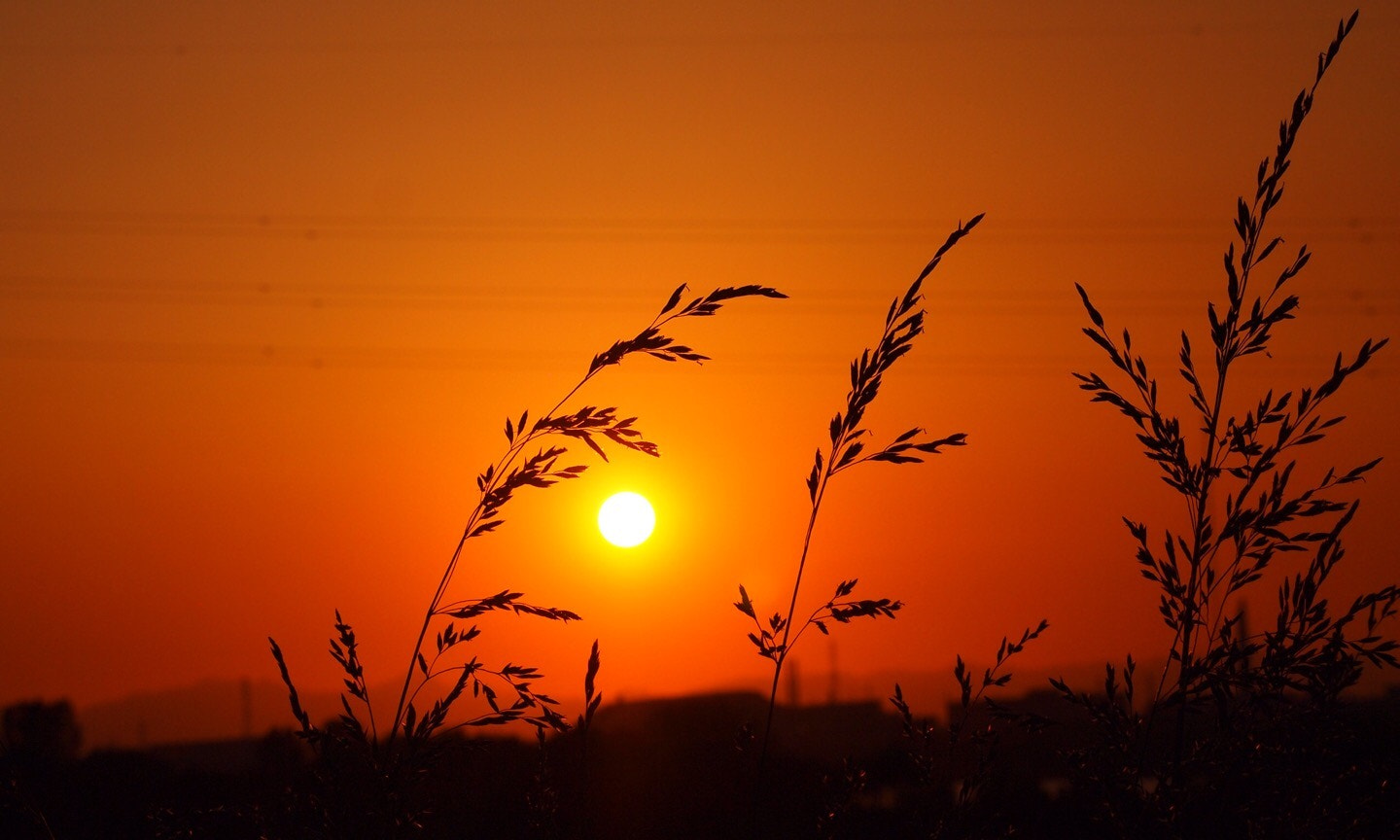 Olympus PEN E-PL1s sample photo. Sunset & grass photography