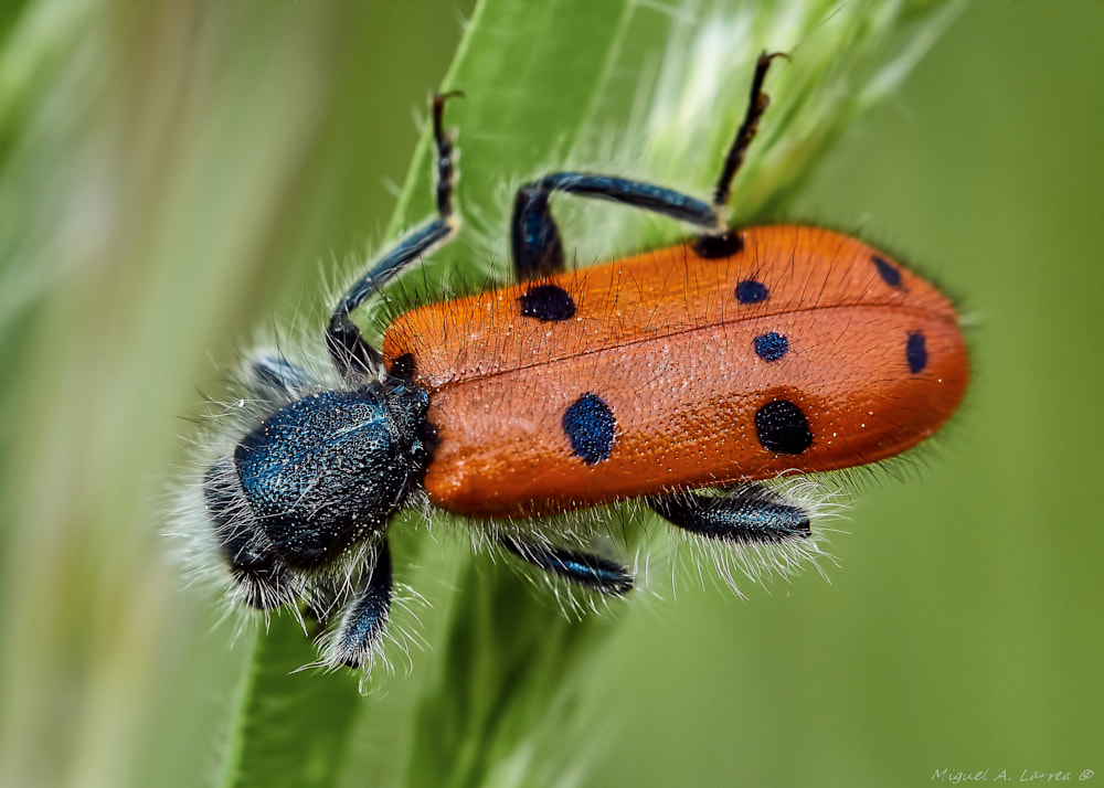 Sony ILCA-77M2 sample photo. Trichodes octopunctatus photography