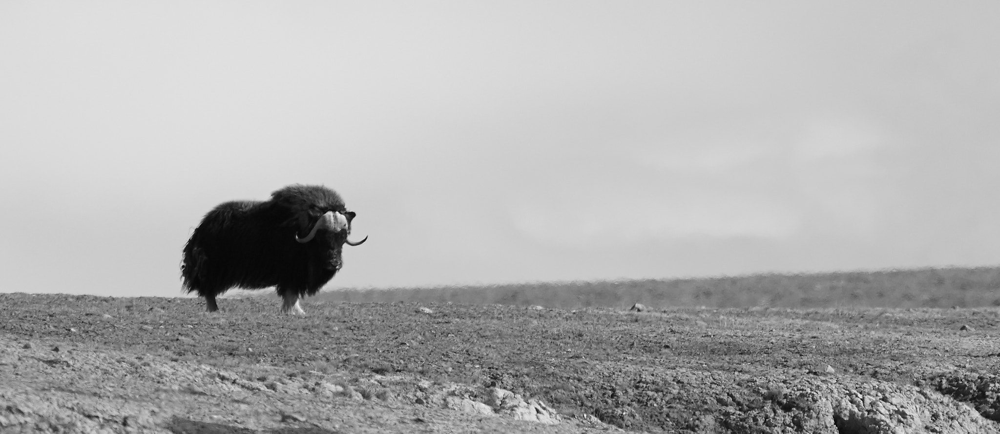 Canon EF 300mm F4L IS USM sample photo. B&w lone musk-ox photography