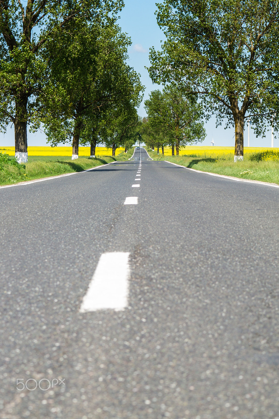 Tamron SP 70-300mm F4-5.6 Di USD sample photo. Straight road between trees and colza fields photography