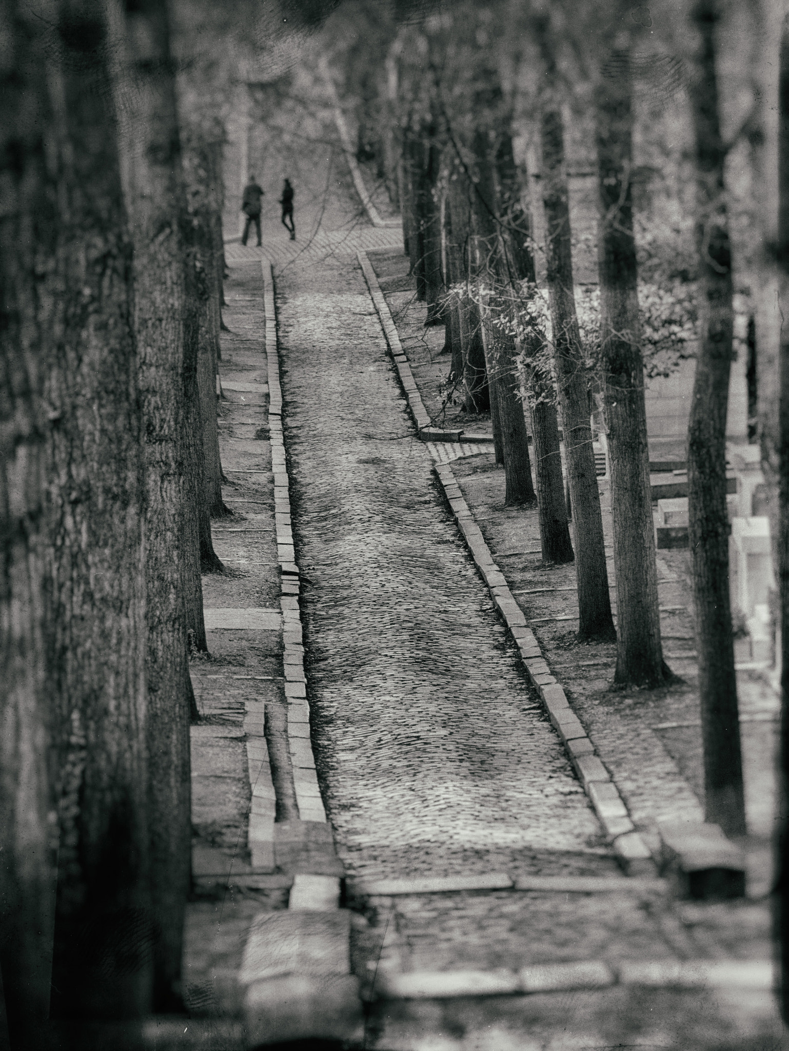 Panasonic Lumix DMC-GM1 sample photo. The path at père lachaise photography