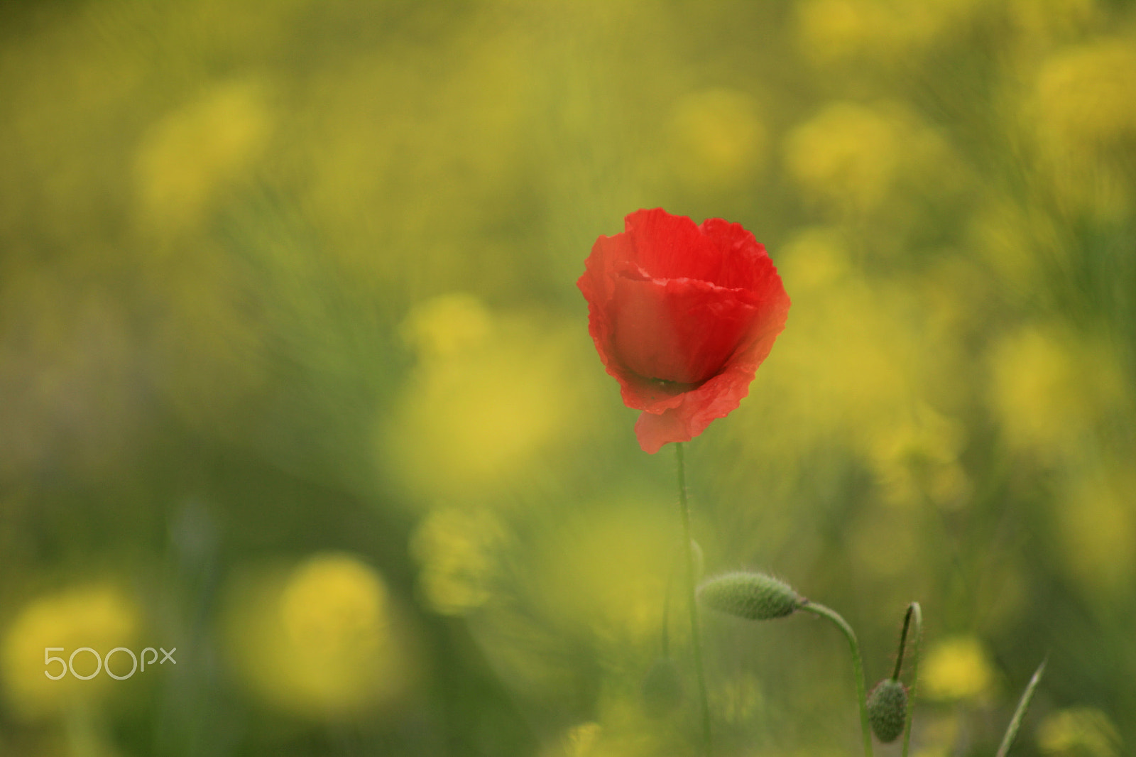 Canon EOS 550D (EOS Rebel T2i / EOS Kiss X4) + Canon EF 70-210mm f/4 sample photo. Poppy on yellow photography
