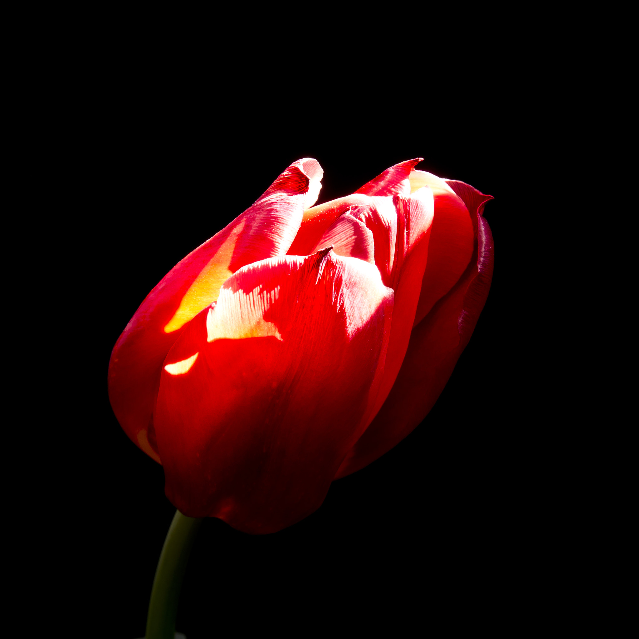 Nikon D3100 + AF Zoom-Nikkor 28-105mm f/3.5-4.5D IF sample photo. The red tulip photography