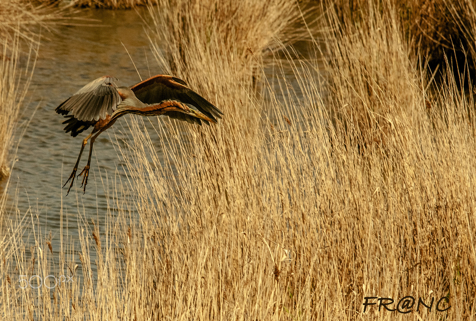 Sigma 150-500mm F5-6.3 DG OS HSM sample photo. Delta del ebro , spain photography