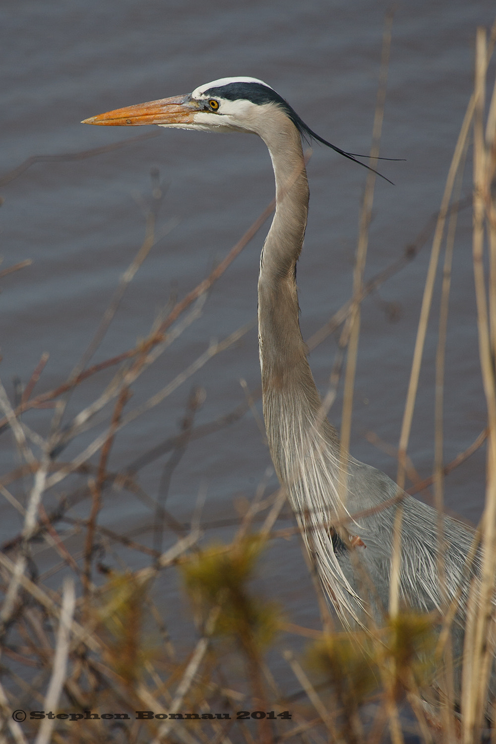 Canon EOS-1D Mark II sample photo. Lj0z0427.jpg photography