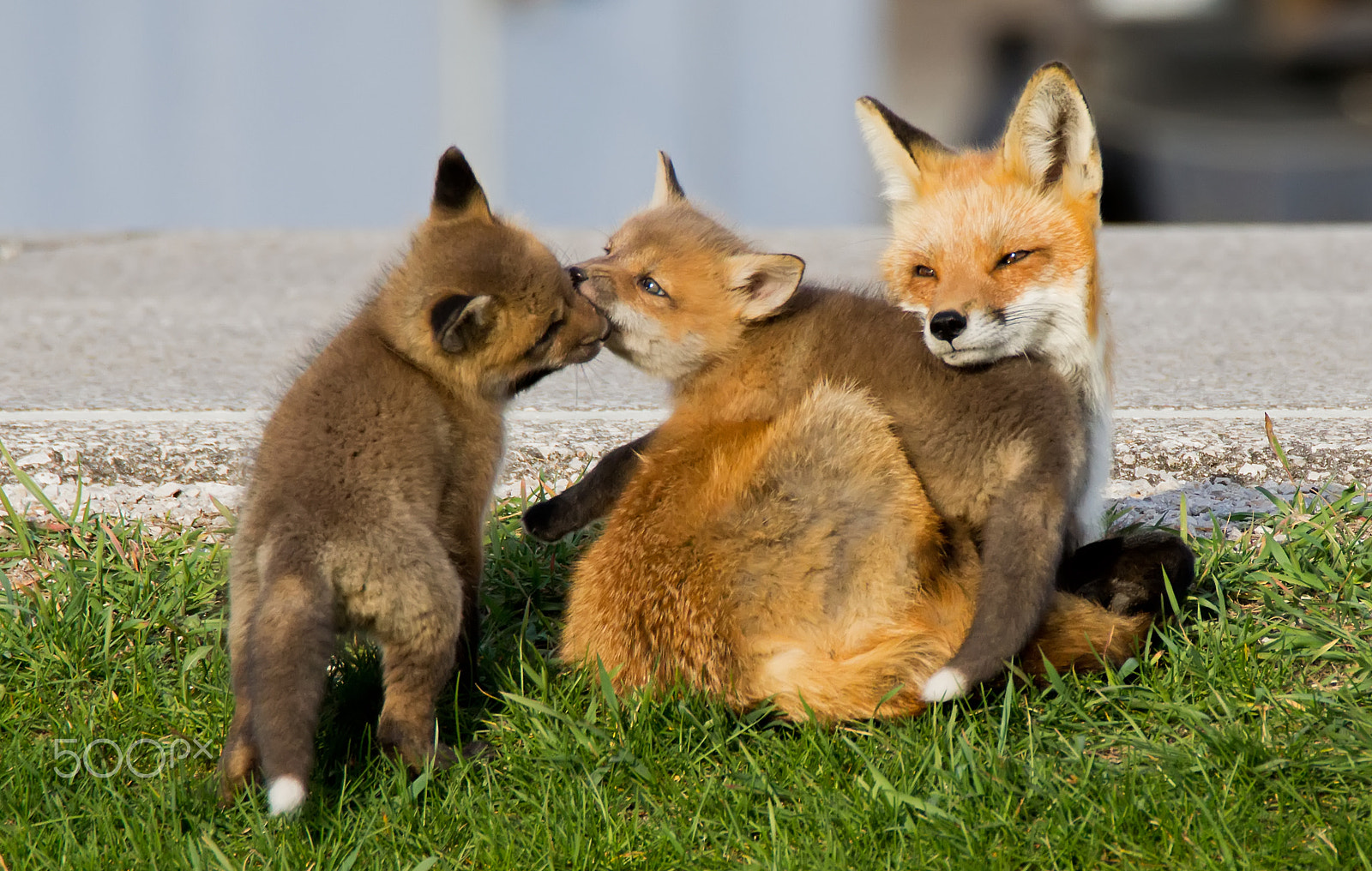 Tamron SP 150-600mm F5-6.3 Di VC USD sample photo. Red fox vixen and two kits photography