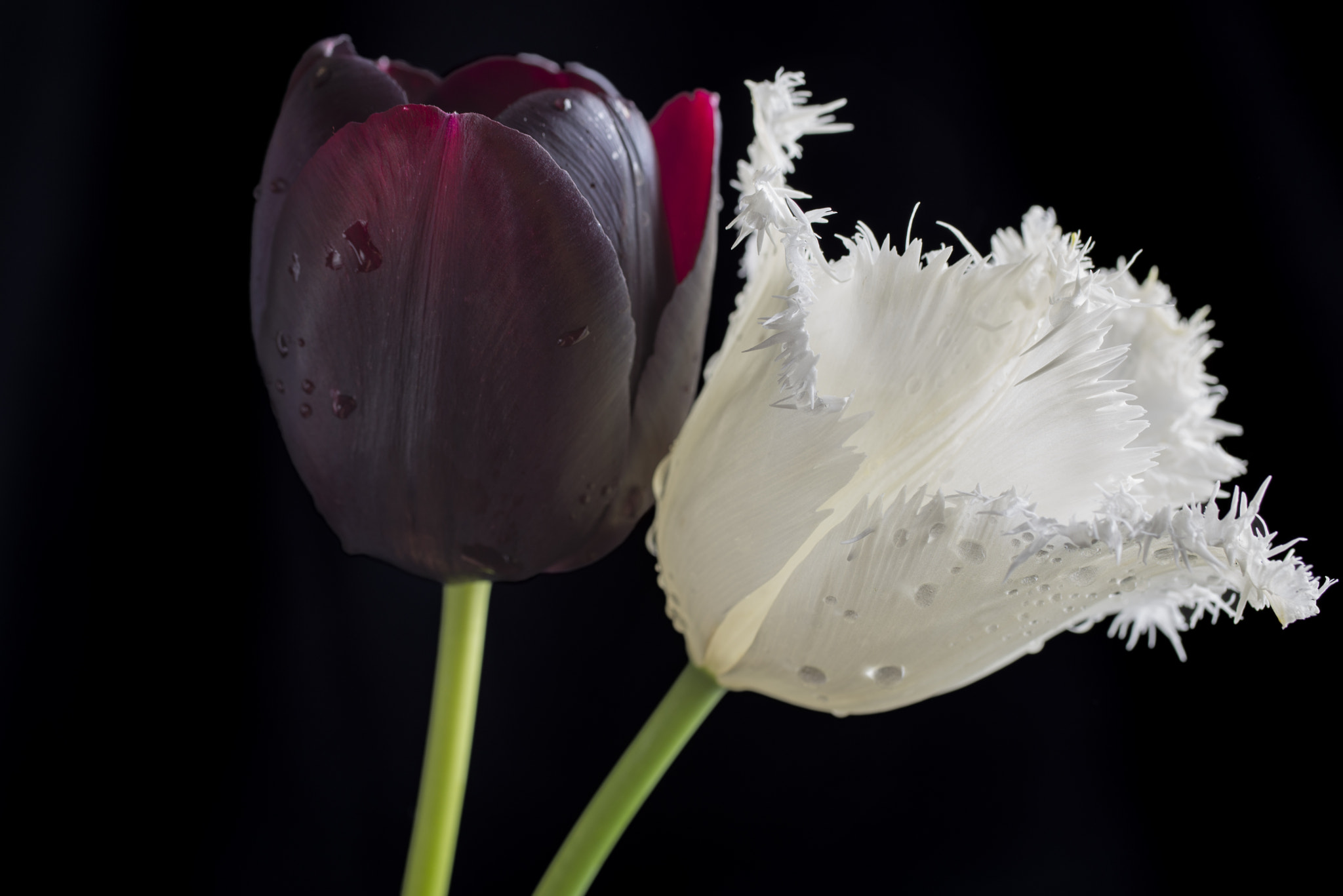 Nikon D600 + Sigma 50mm F2.8 EX DG Macro sample photo. Two tulips photography