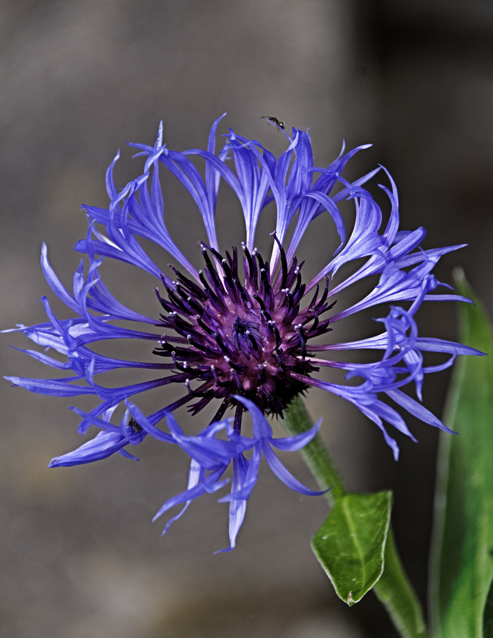 Sigma 18-250mm F3.5-6.3 DC Macro OS HSM sample photo. In a country garden photography