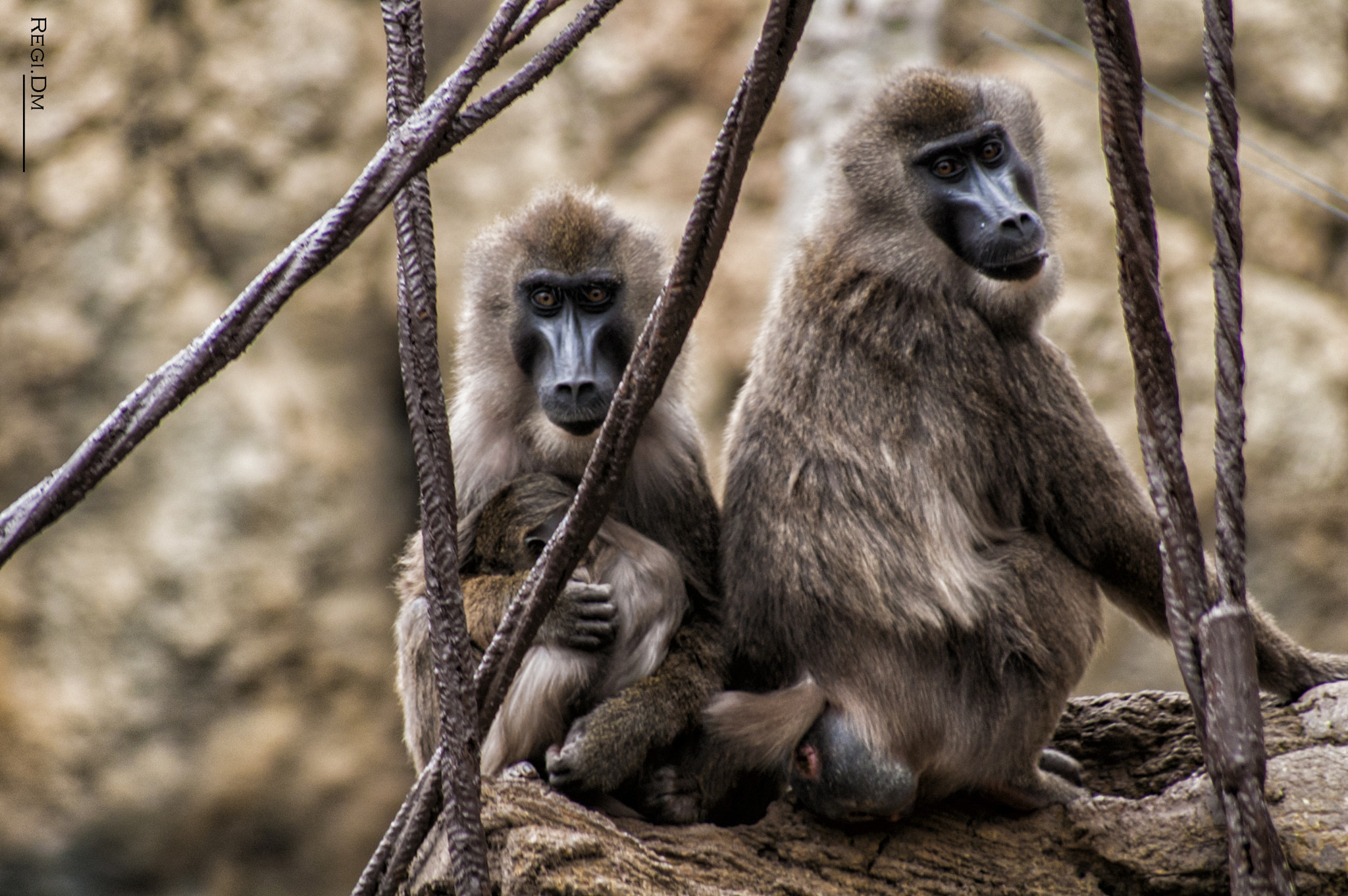 Sigma 70-300mm F4-5.6 APO DG Macro sample photo. Monkeys photography