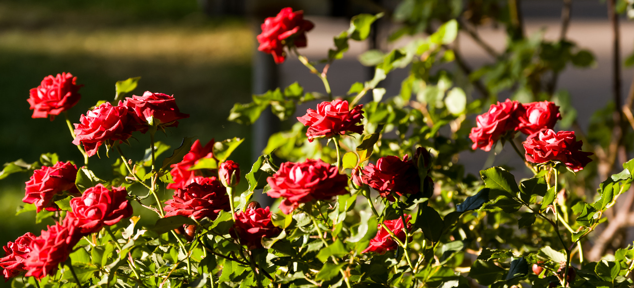 Nikon D80 sample photo. A mess of roses photography