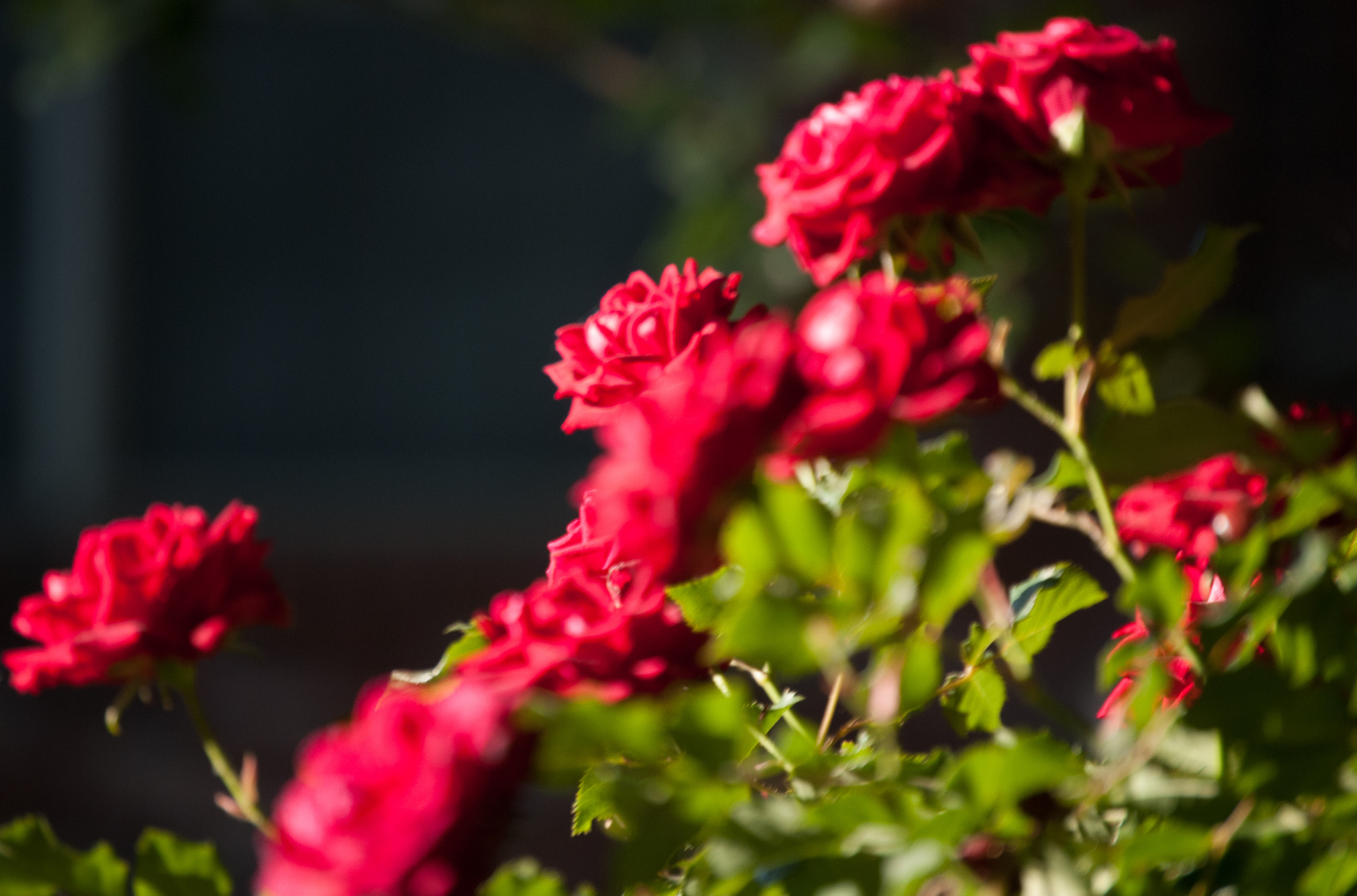 Nikon D80 sample photo. Bokeh photography