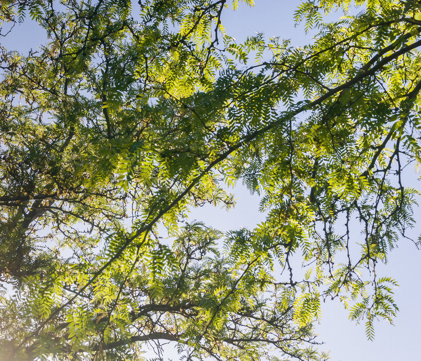 Nikon D80 sample photo. Canopy photography