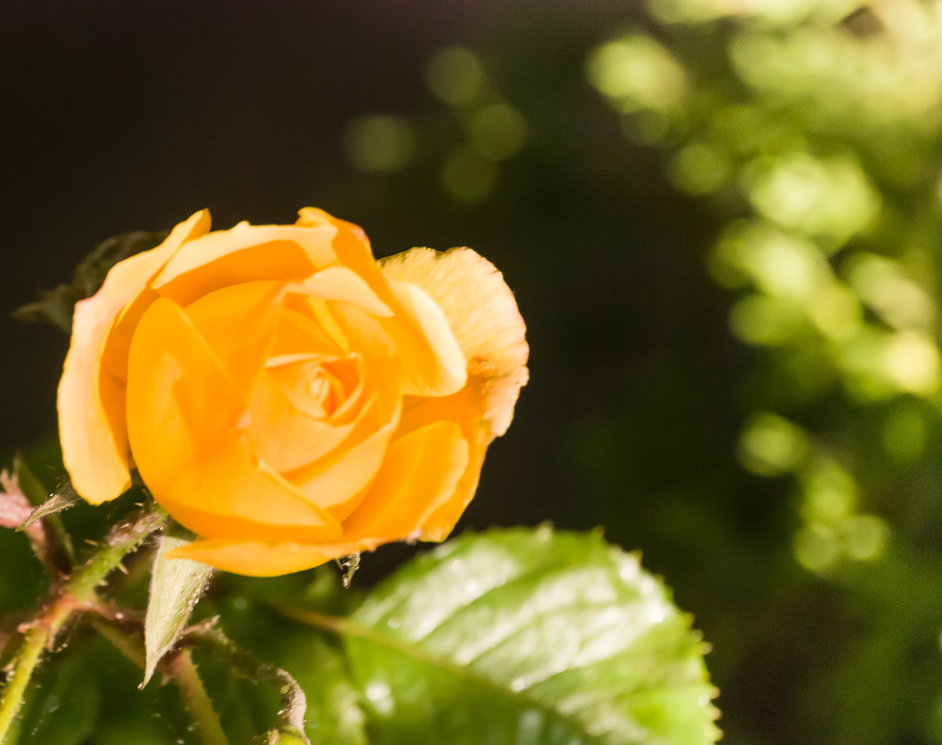 Nikon D80 sample photo. Good morning 2 photography