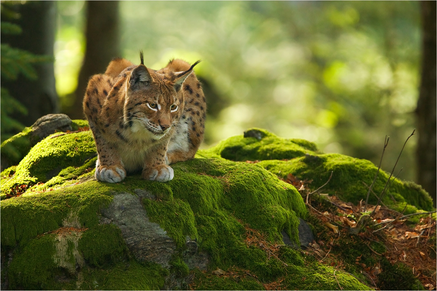 Canon EF 500mm F4L IS USM sample photo. King of the forest photography