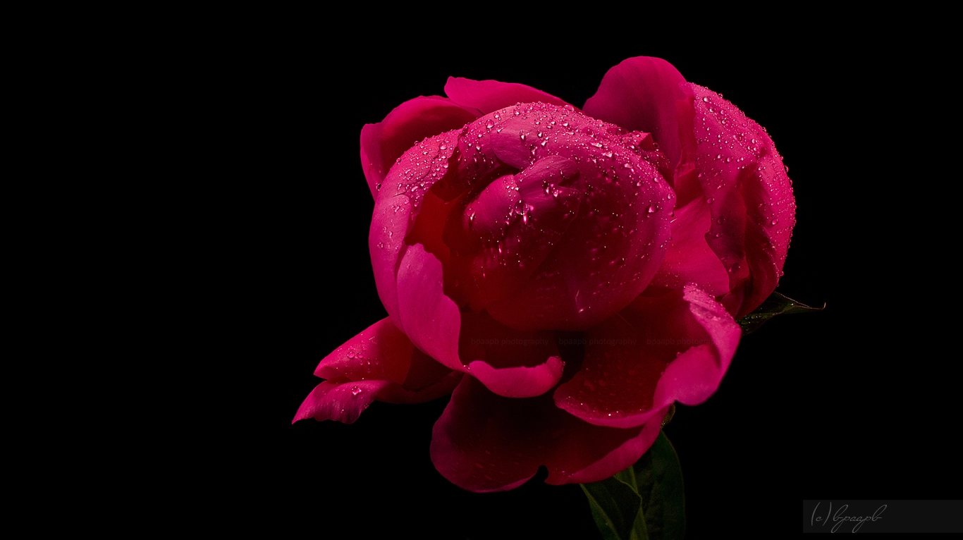 Sony Alpha NEX-5 + Sony E 30mm F3.5 Macro sample photo. .peony. photography