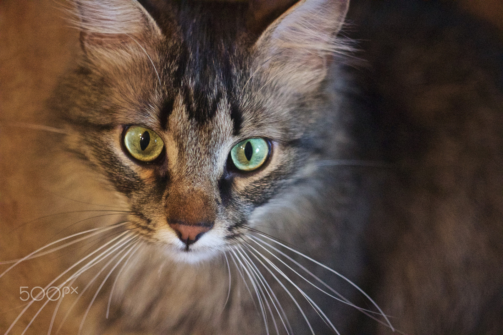 Canon EF 35-80mm f/4-5.6 sample photo. My cat photography