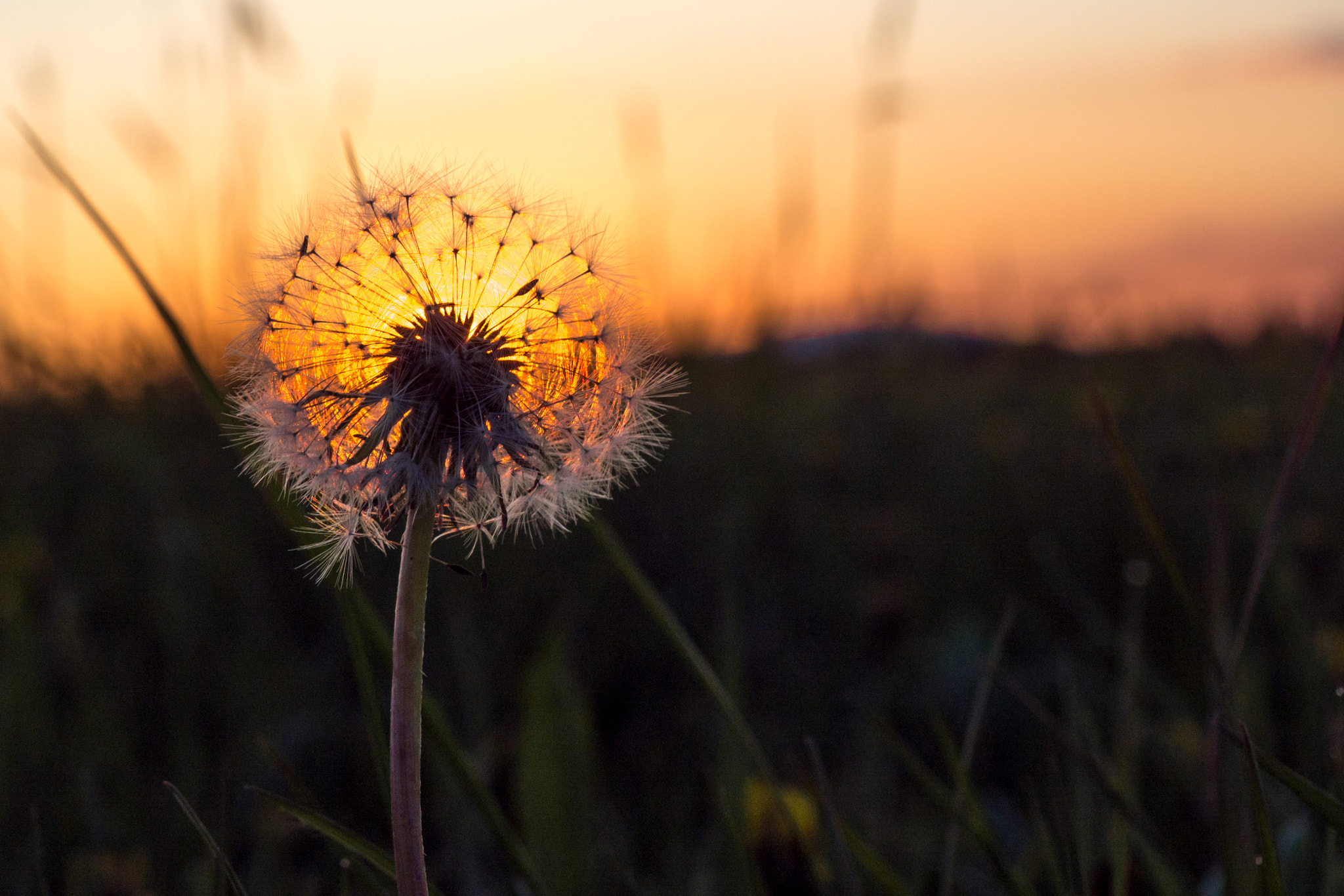 OLYMPUS M.14-150mm F4.0-5.6 II sample photo. Last dandelion photography