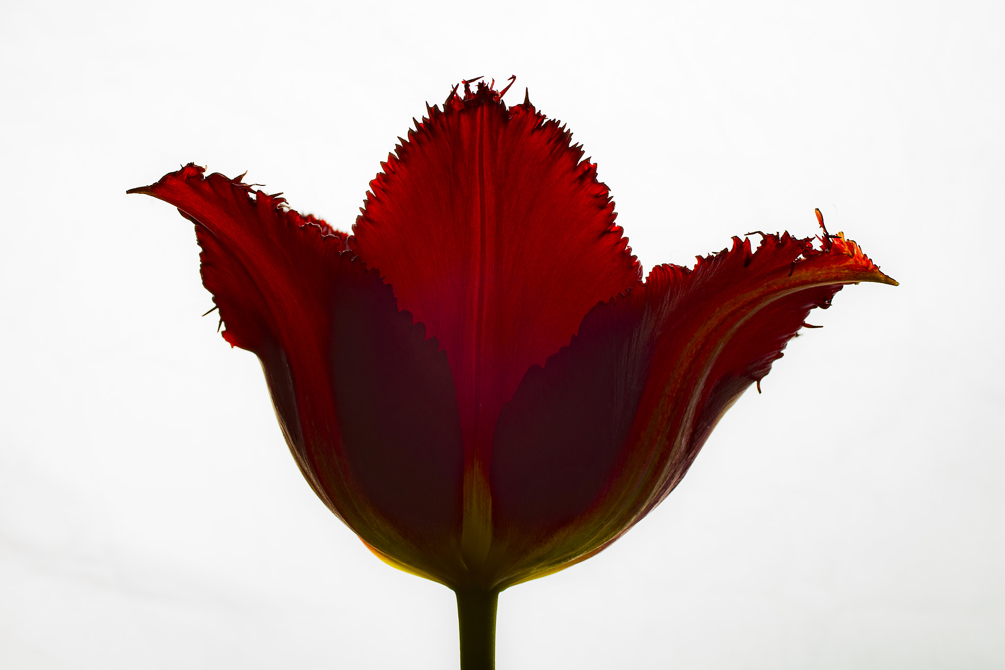 Nikon D600 + Sigma 50mm F2.8 EX DG Macro sample photo. Tulipa black jewel photography