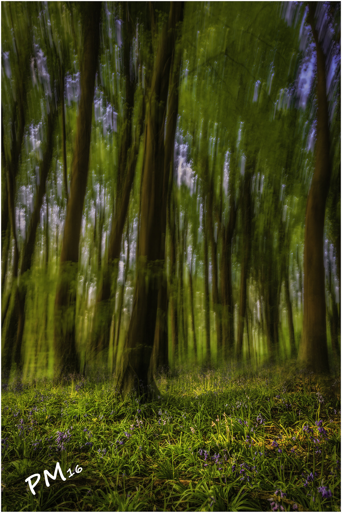 Canon EOS 6D + Canon EF 16-35mm F2.8L USM sample photo. The forest photography