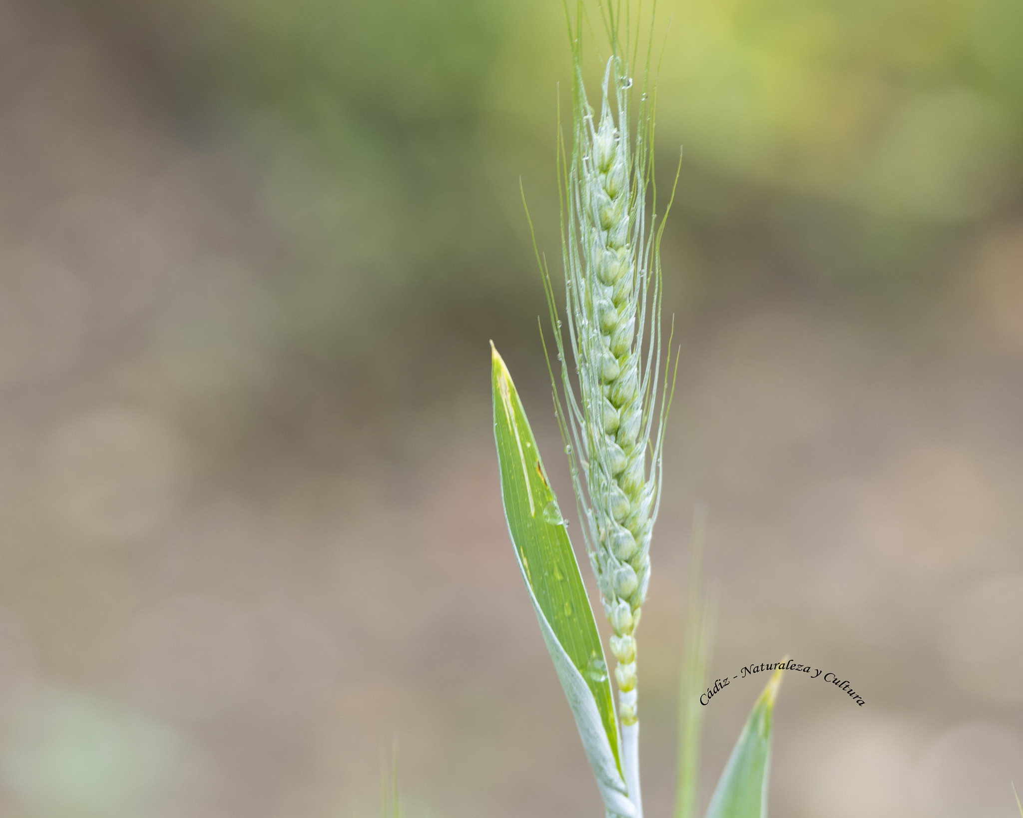 Tamron SP 150-600mm F5-6.3 Di VC USD sample photo. Una espiga solitaria photography