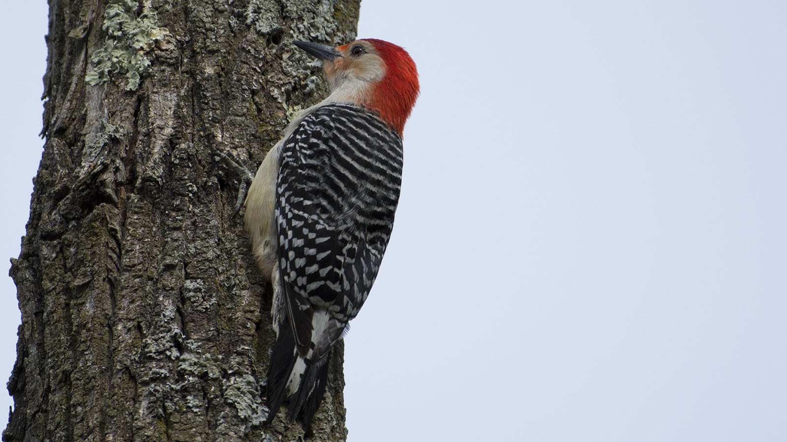 Nikon AF-S Nikkor 200-500mm F5.6E ED VR sample photo. Red bellied woodpecker photography