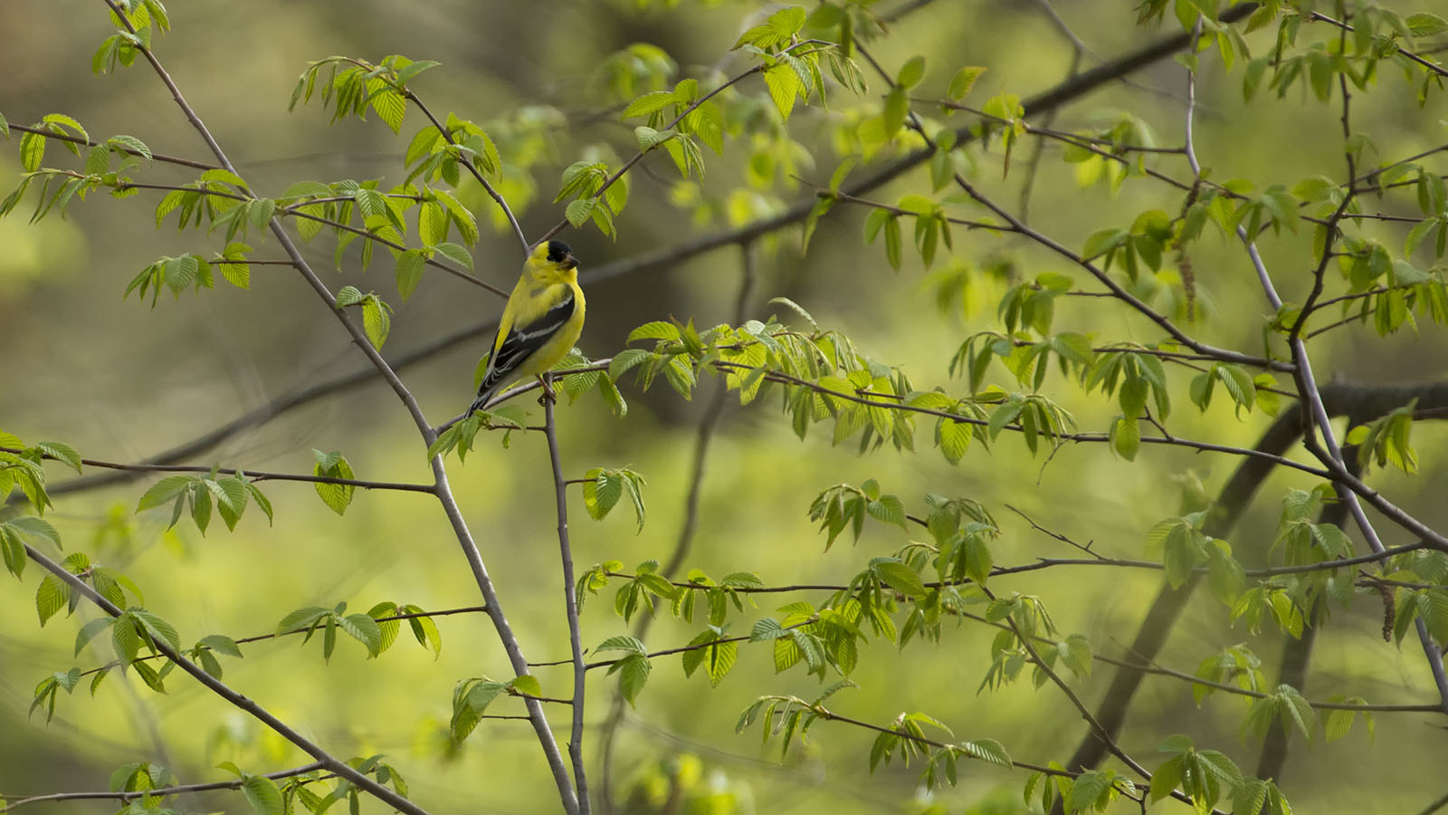 Nikon AF-S Nikkor 200-500mm F5.6E ED VR sample photo. American goldfinch photography