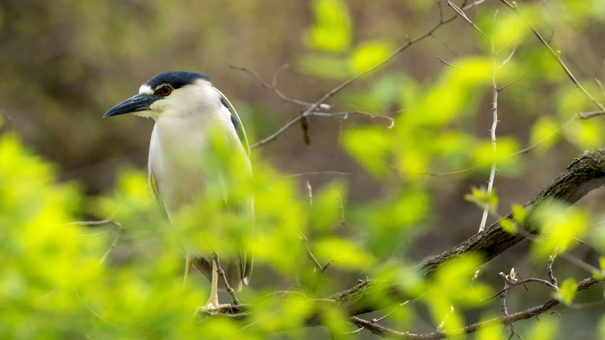Nikon AF-S Nikkor 200-500mm F5.6E ED VR sample photo. Black crowned night heron photography
