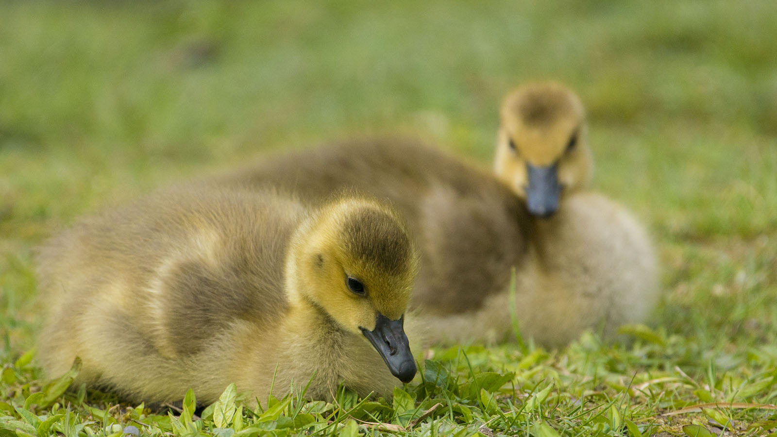 Nikon AF-S Nikkor 200-500mm F5.6E ED VR sample photo. Canada goose goslings photography