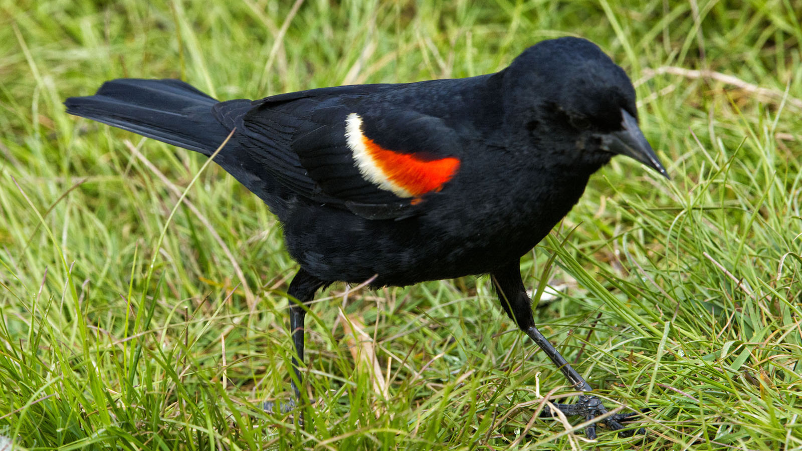 Nikon AF-S Nikkor 200-500mm F5.6E ED VR sample photo. Red winged blackbird photography