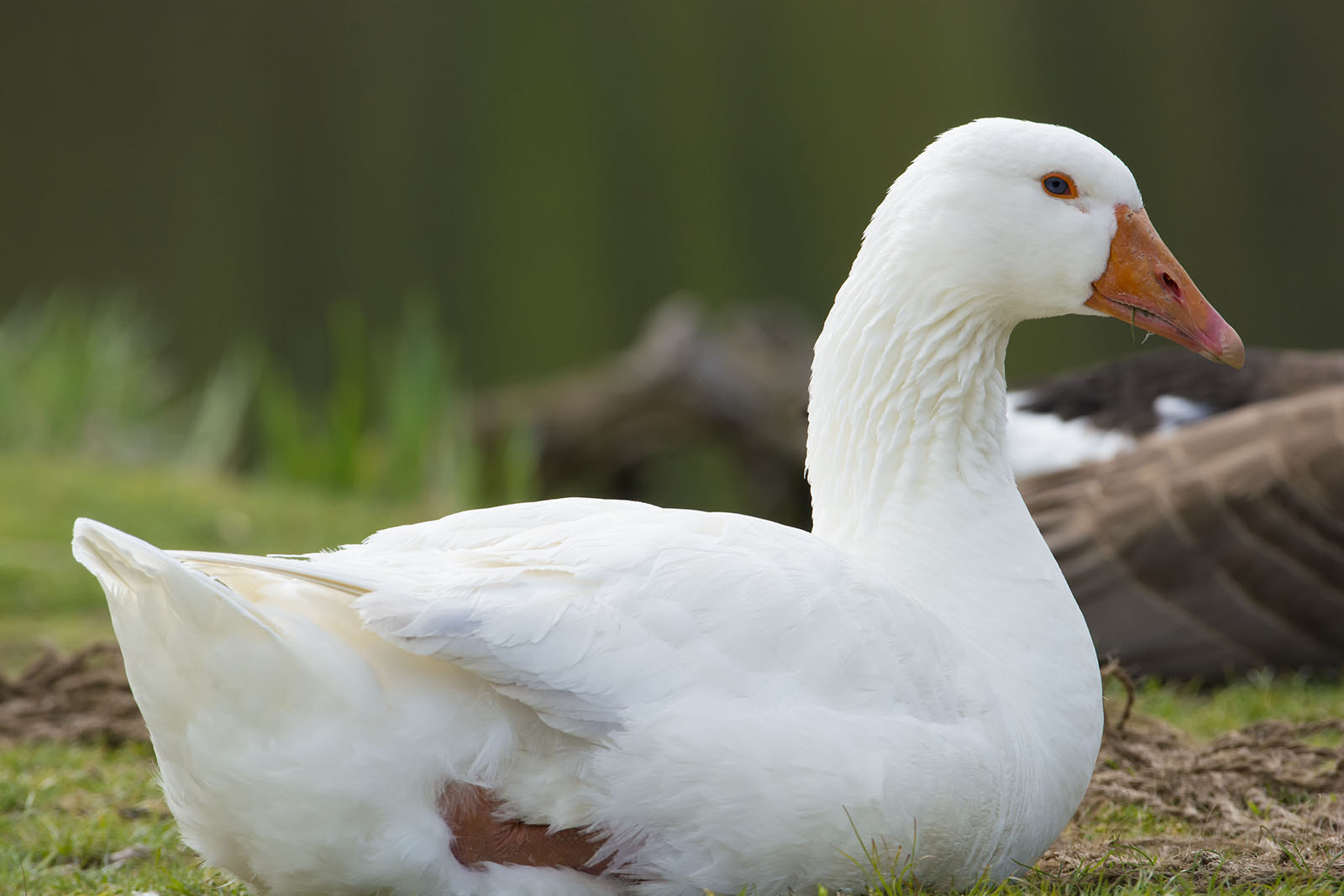 Nikon AF-S Nikkor 200-500mm F5.6E ED VR sample photo. Emden goose photography