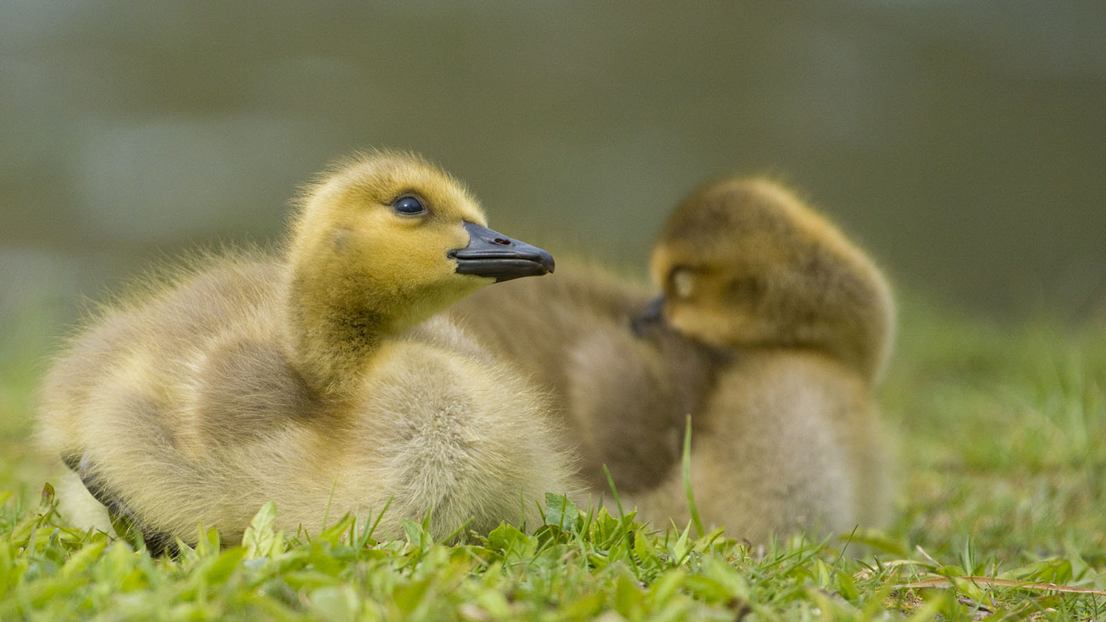 Nikon AF-S Nikkor 200-500mm F5.6E ED VR sample photo. Canada goose goslings photography