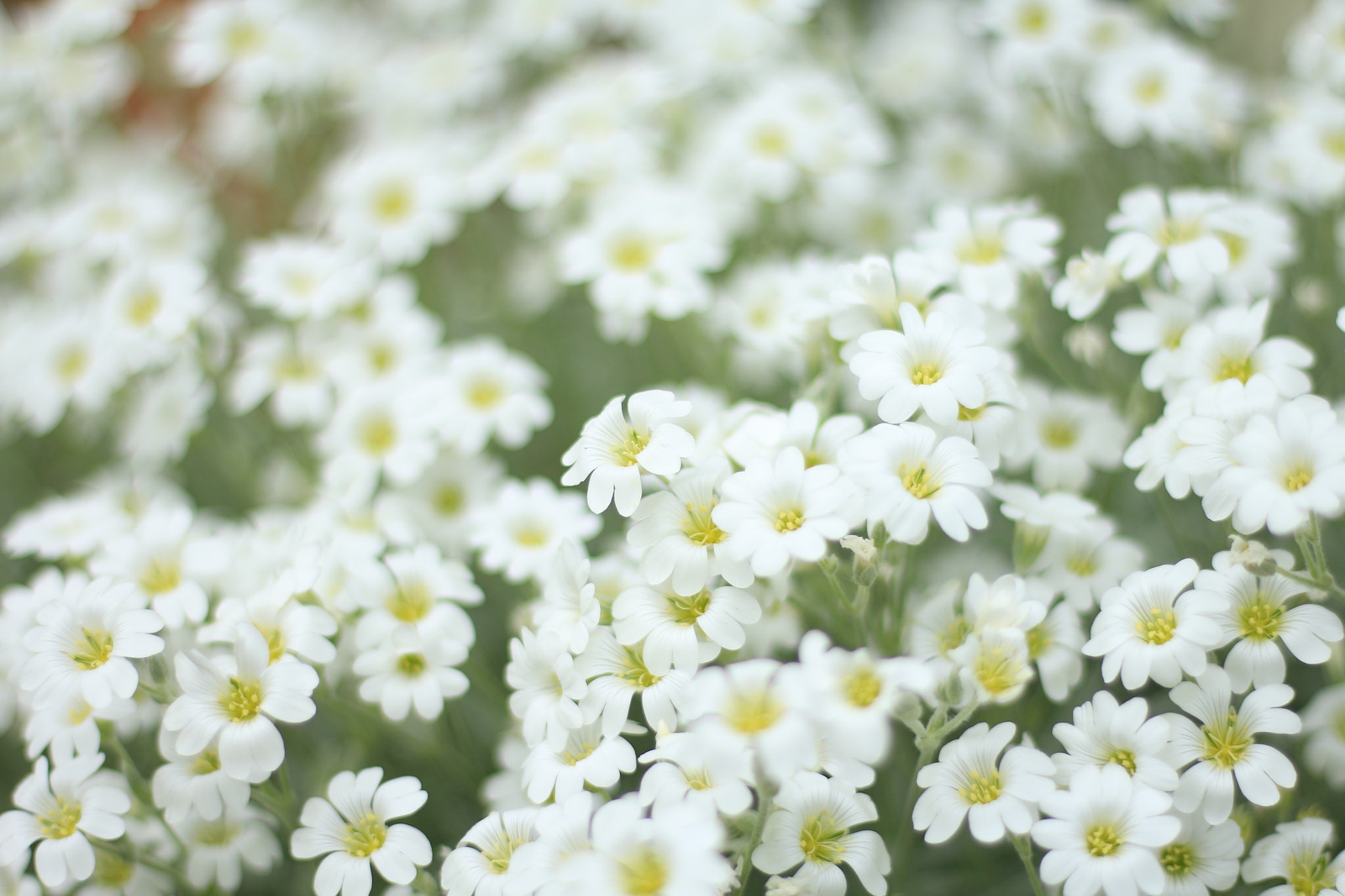 Canon EOS M + Canon EF 50mm F1.8 STM sample photo