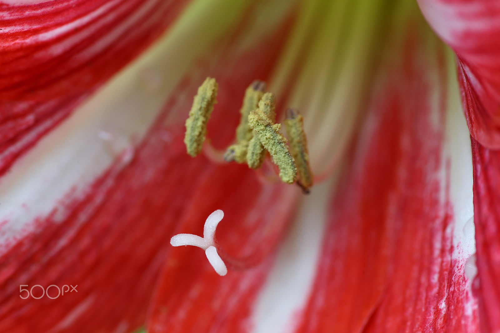 Canon EF 300mm F4L IS USM sample photo. Bs3p5966.jpg photography