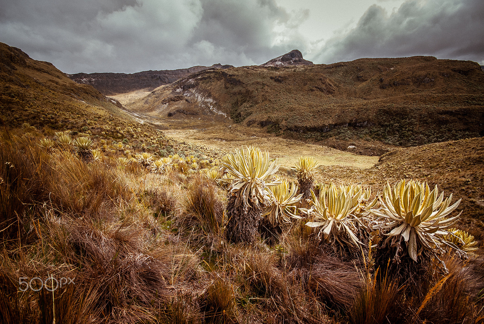 Sigma 10-20mm F4-5.6 EX DC HSM sample photo. Guardianes del paramo photography
