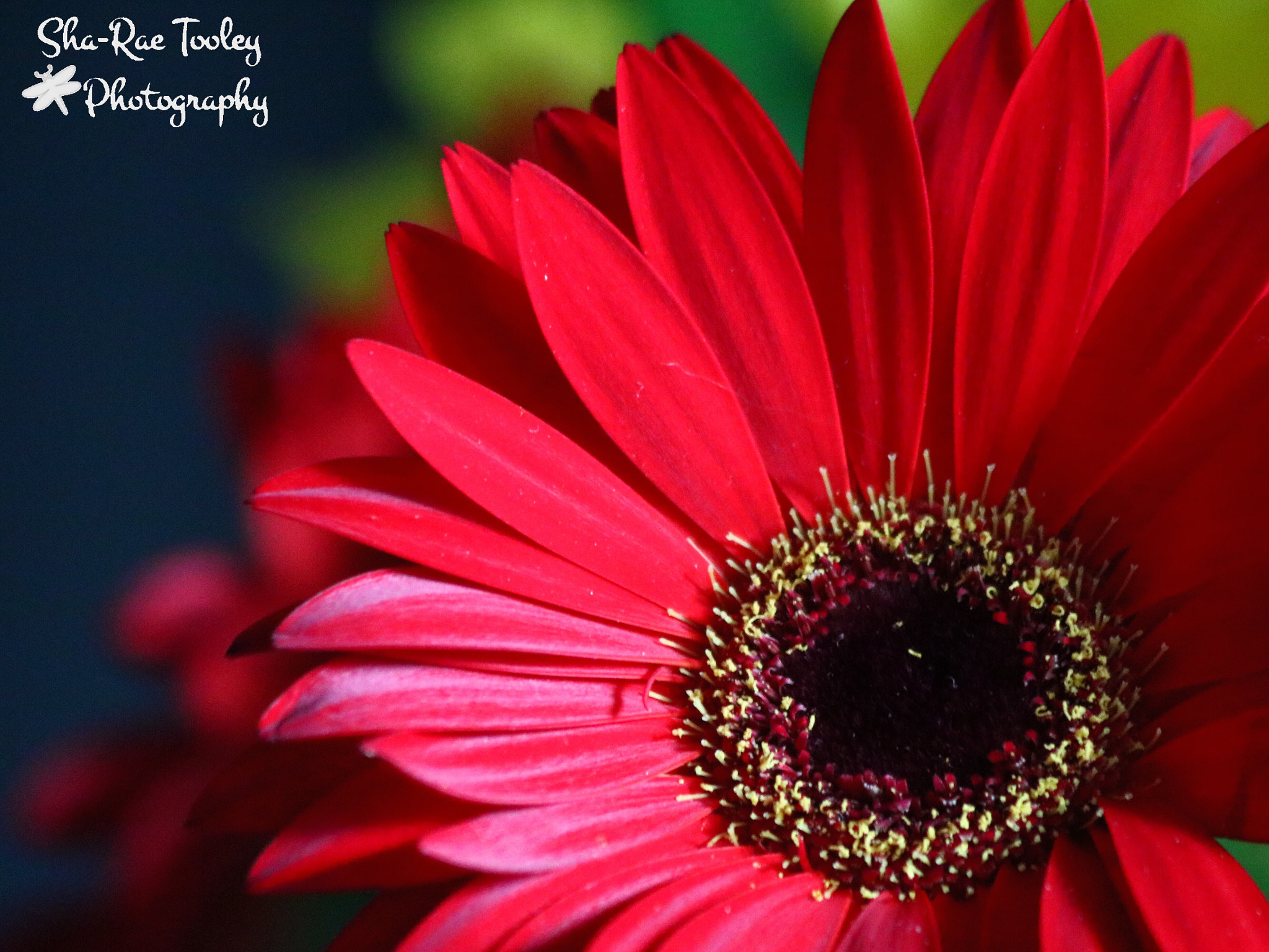 Canon EF 70-300mm F4-5.6 IS USM sample photo. Gerbera photography
