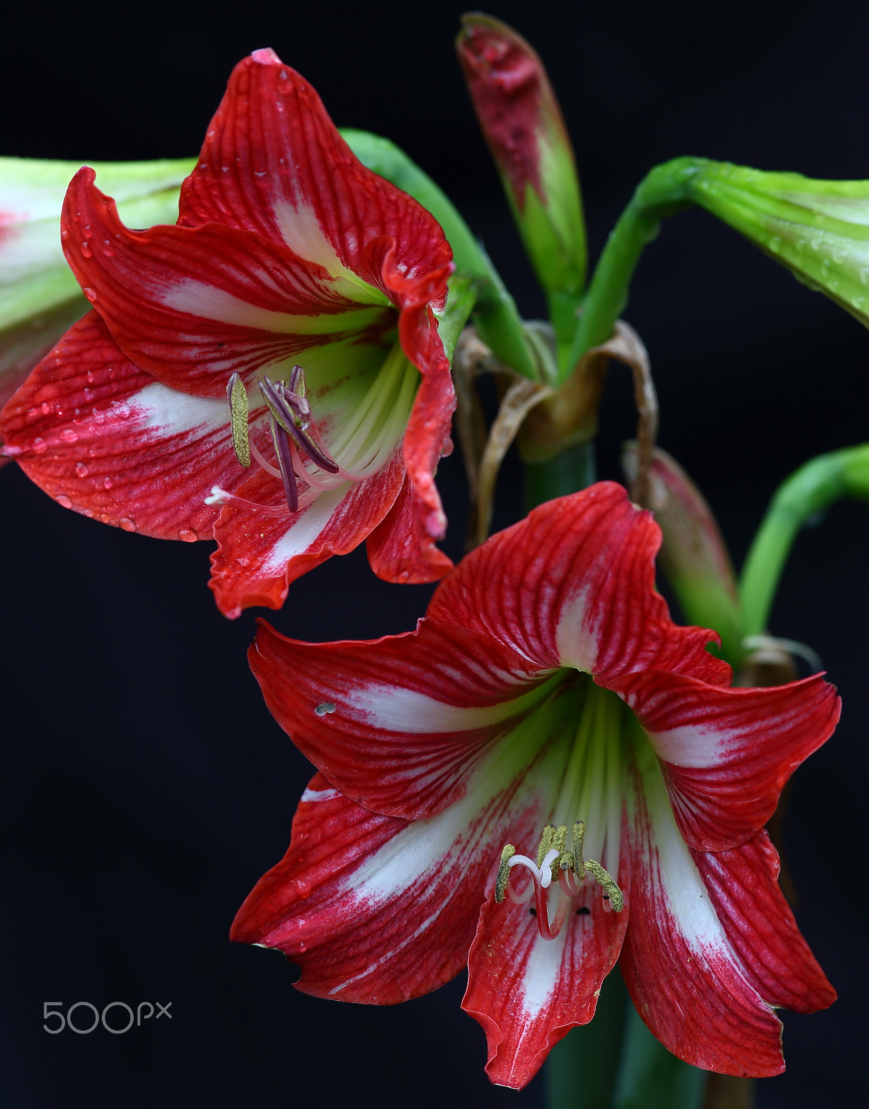 Canon EF 300mm F4L IS USM sample photo. Bs3p5979.jpg photography