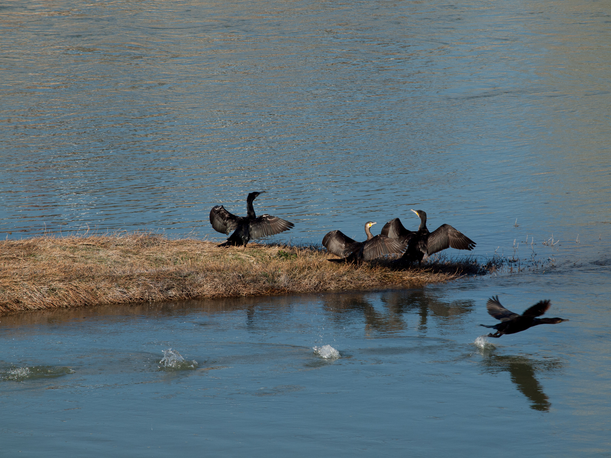 Olympus E-30 sample photo. Cormorán elevando el vuelo photography