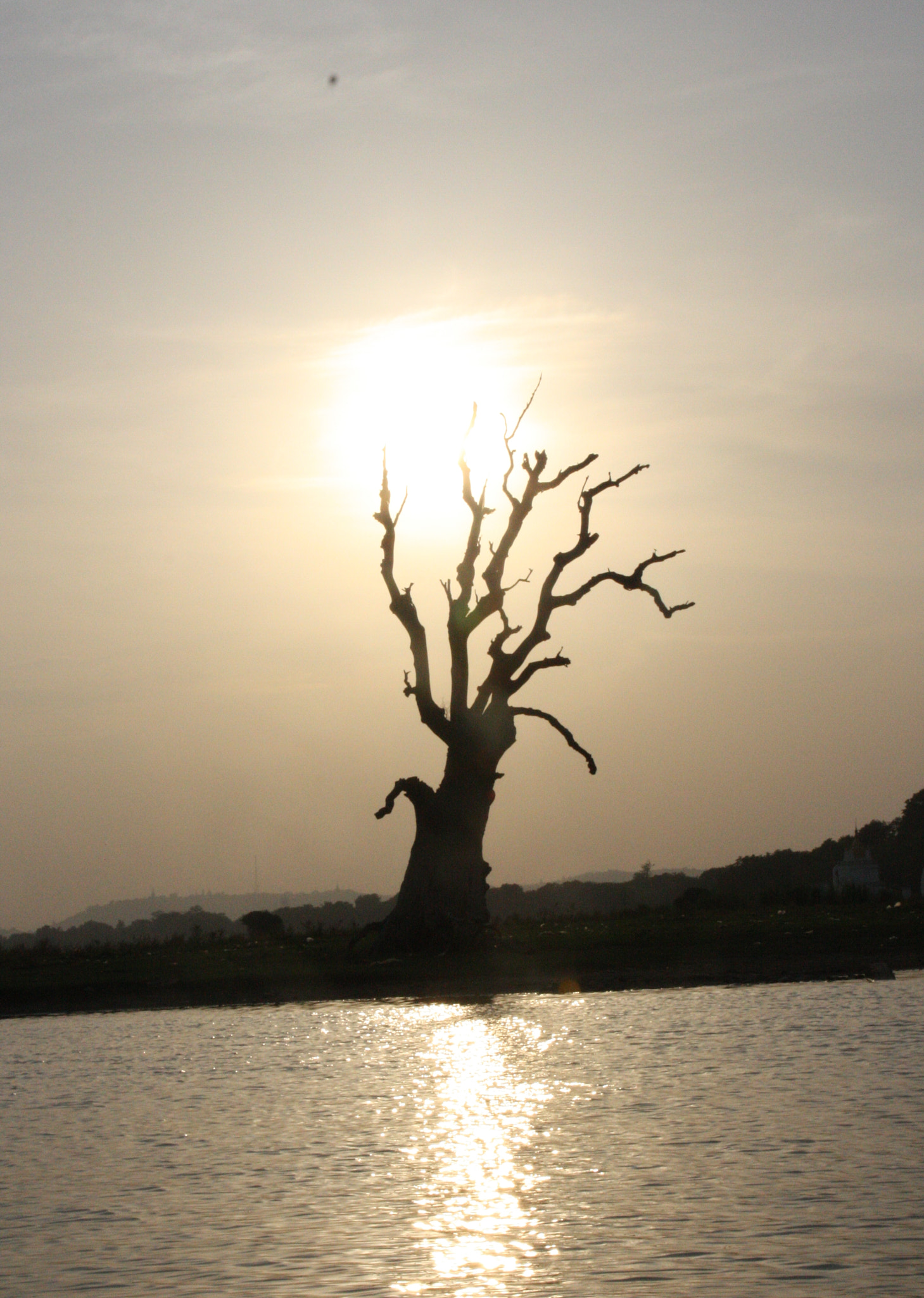 Canon EOS 450D (EOS Rebel XSi / EOS Kiss X2) sample photo. Lonely tree photography