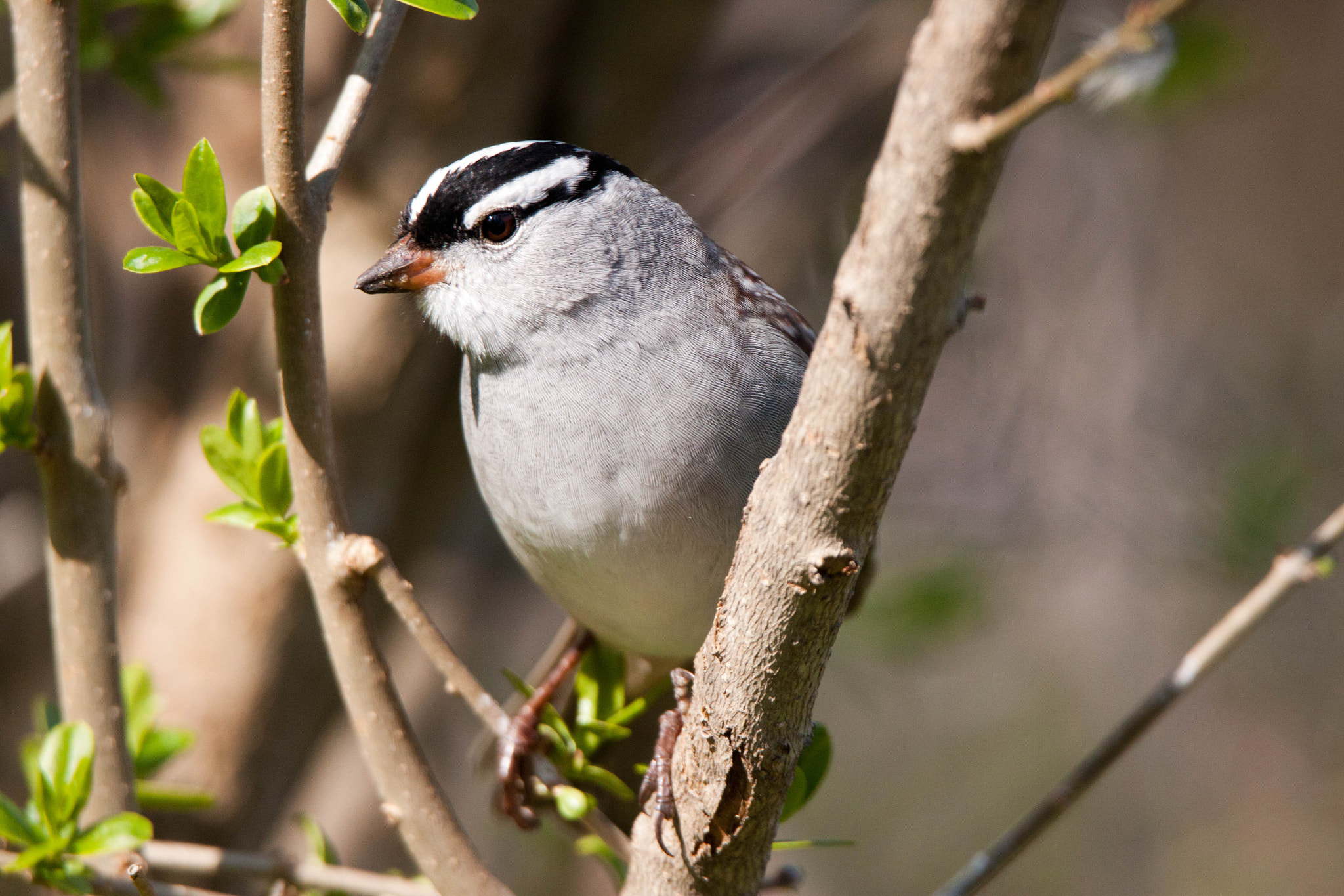 Tamron SP 150-600mm F5-6.3 Di VC USD sample photo. White-crowned sparrow photography
