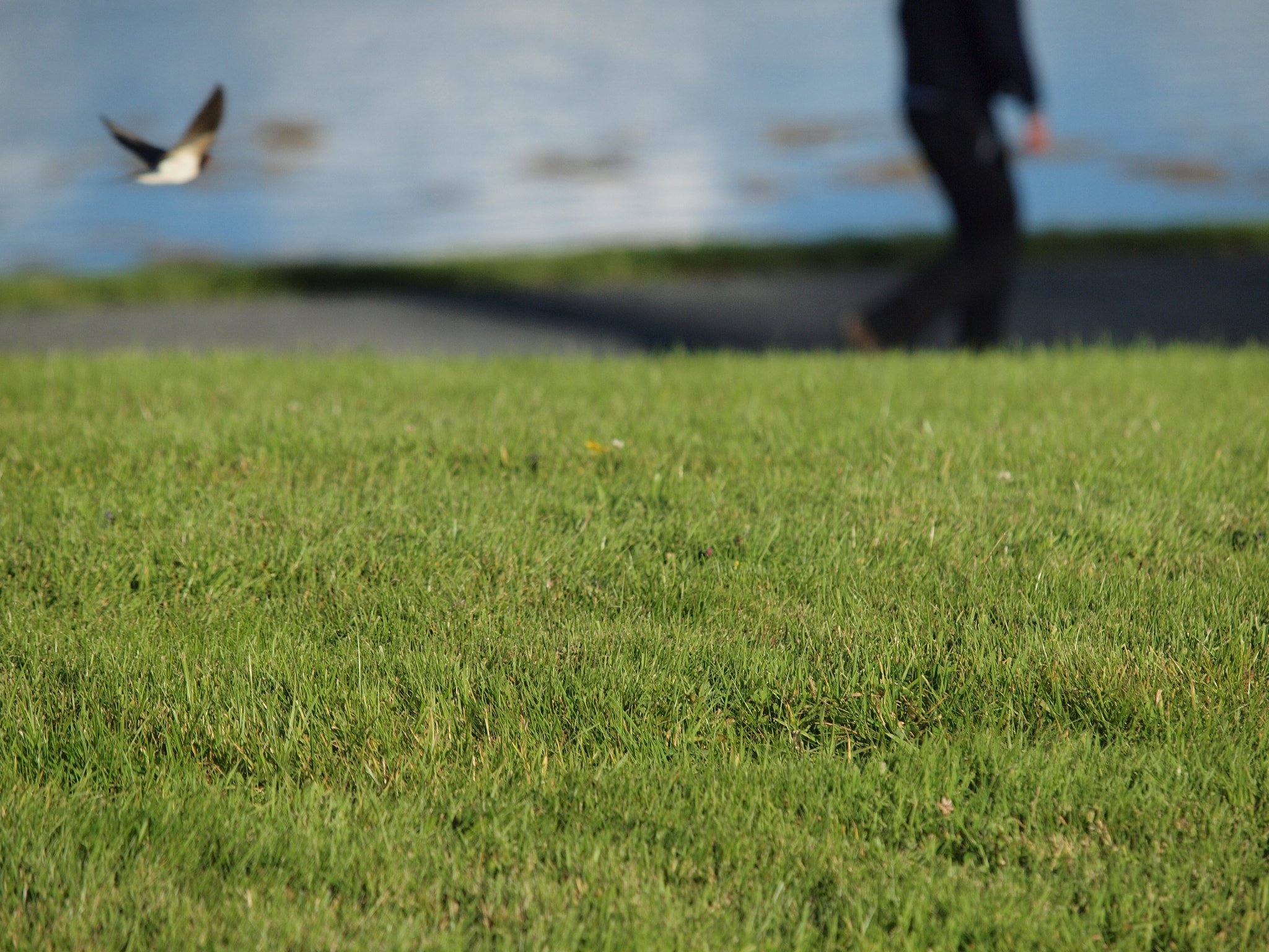 Olympus E-30 sample photo. Easy flight easy walk photography