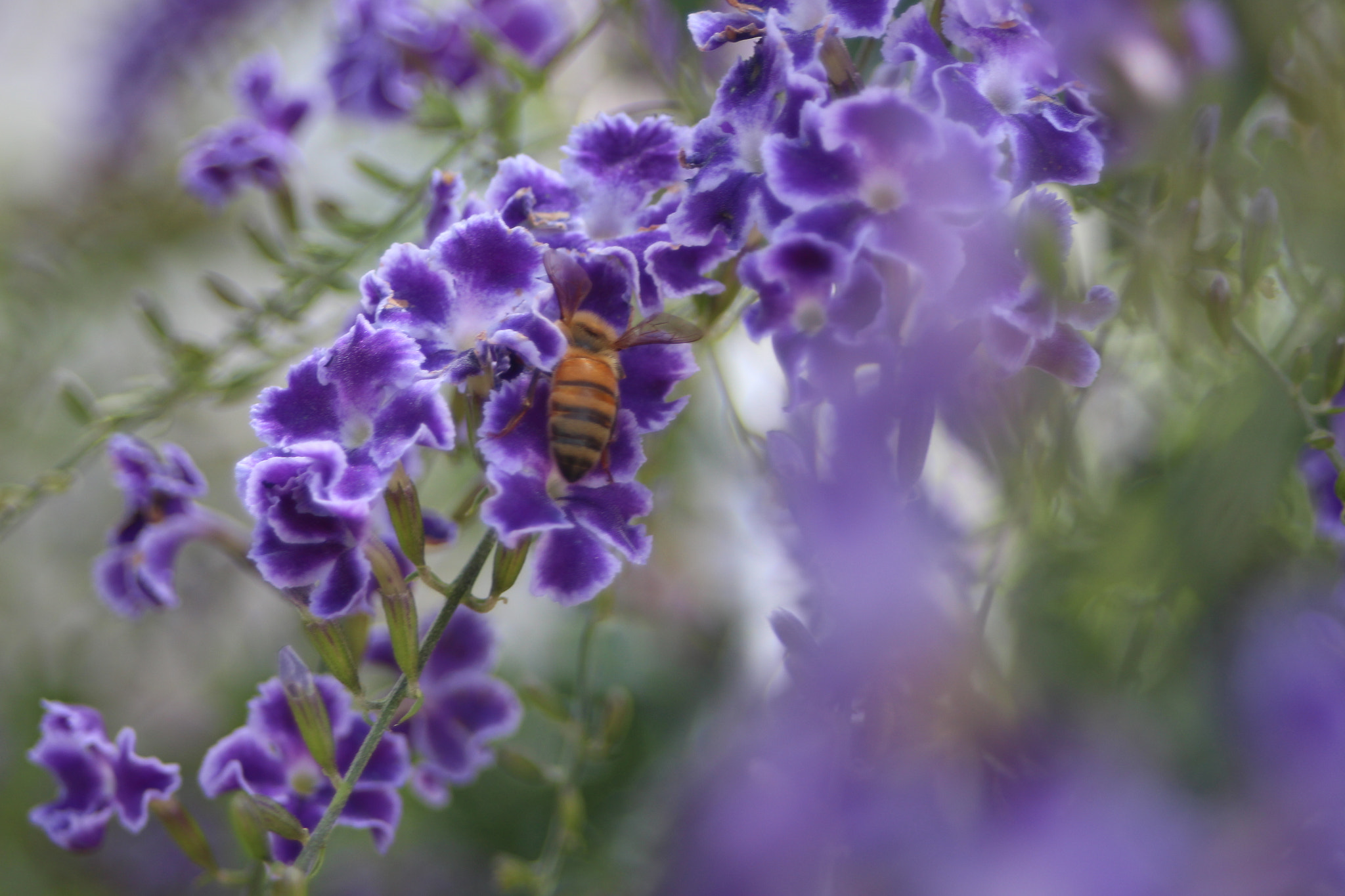 Canon EF 28-80mm f/3.5-5.6 sample photo