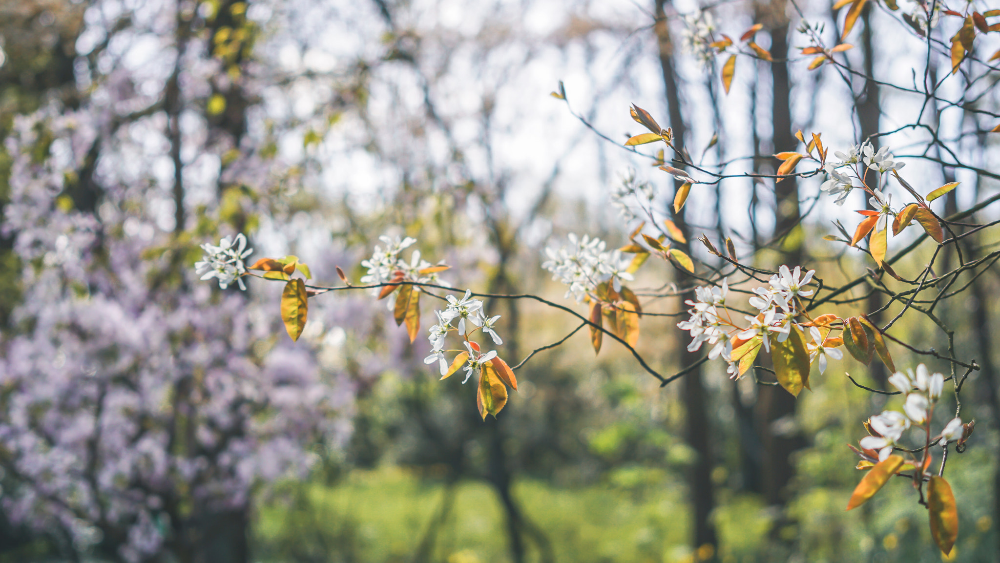 Sony a5100 + Sony Sonnar T* FE 35mm F2.8 ZA sample photo. Keukenhof spring in netherlands photography