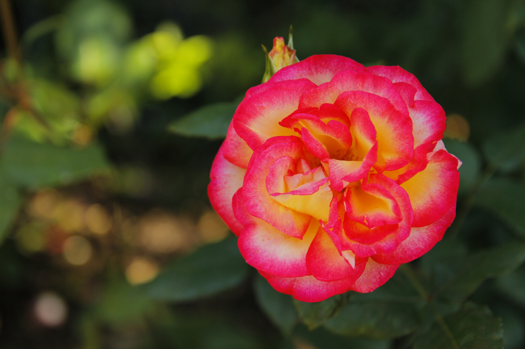 Canon EOS 600D (Rebel EOS T3i / EOS Kiss X5) + Canon EF-S 17-55mm F2.8 IS USM sample photo. #rose photography