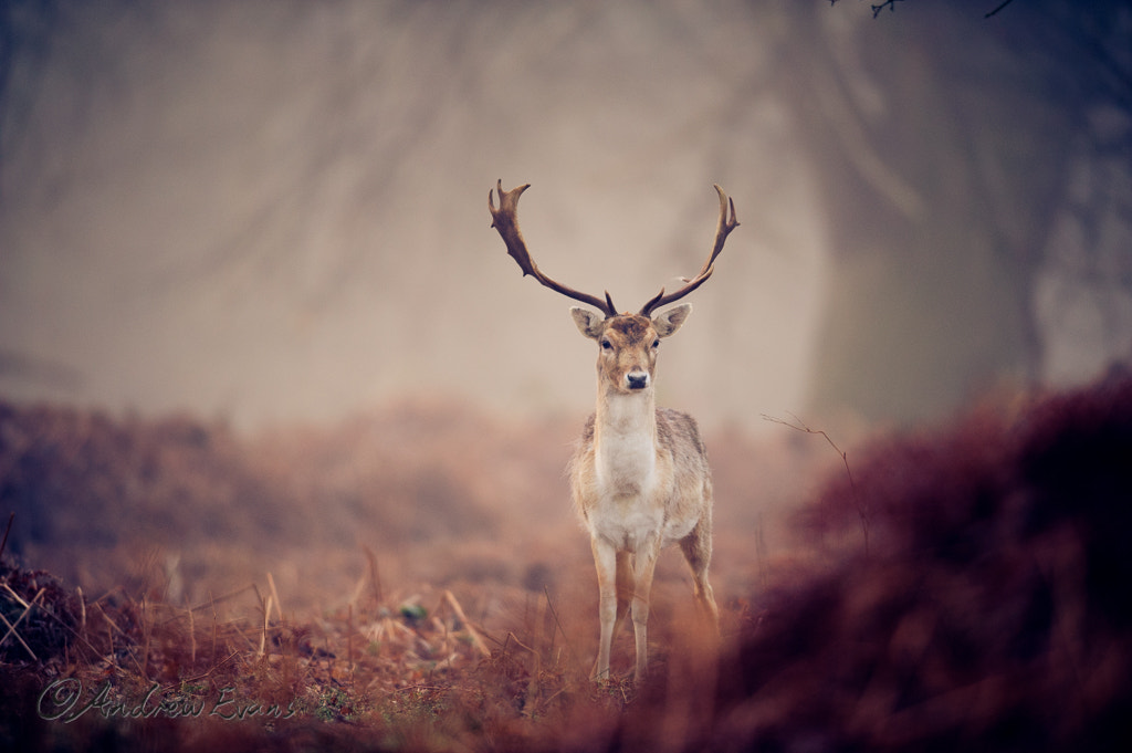 Nikon AF-S Nikkor 400mm F2.8G ED VR II sample photo. Autumn young stag photography