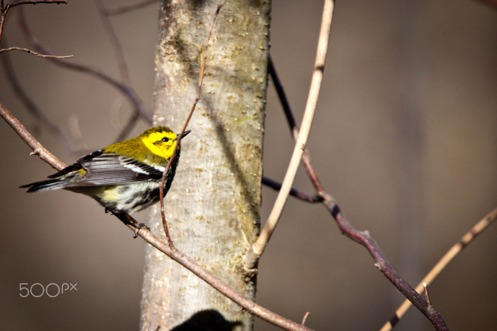 Tamron SP 150-600mm F5-6.3 Di VC USD sample photo. Black-throated green warbler photography
