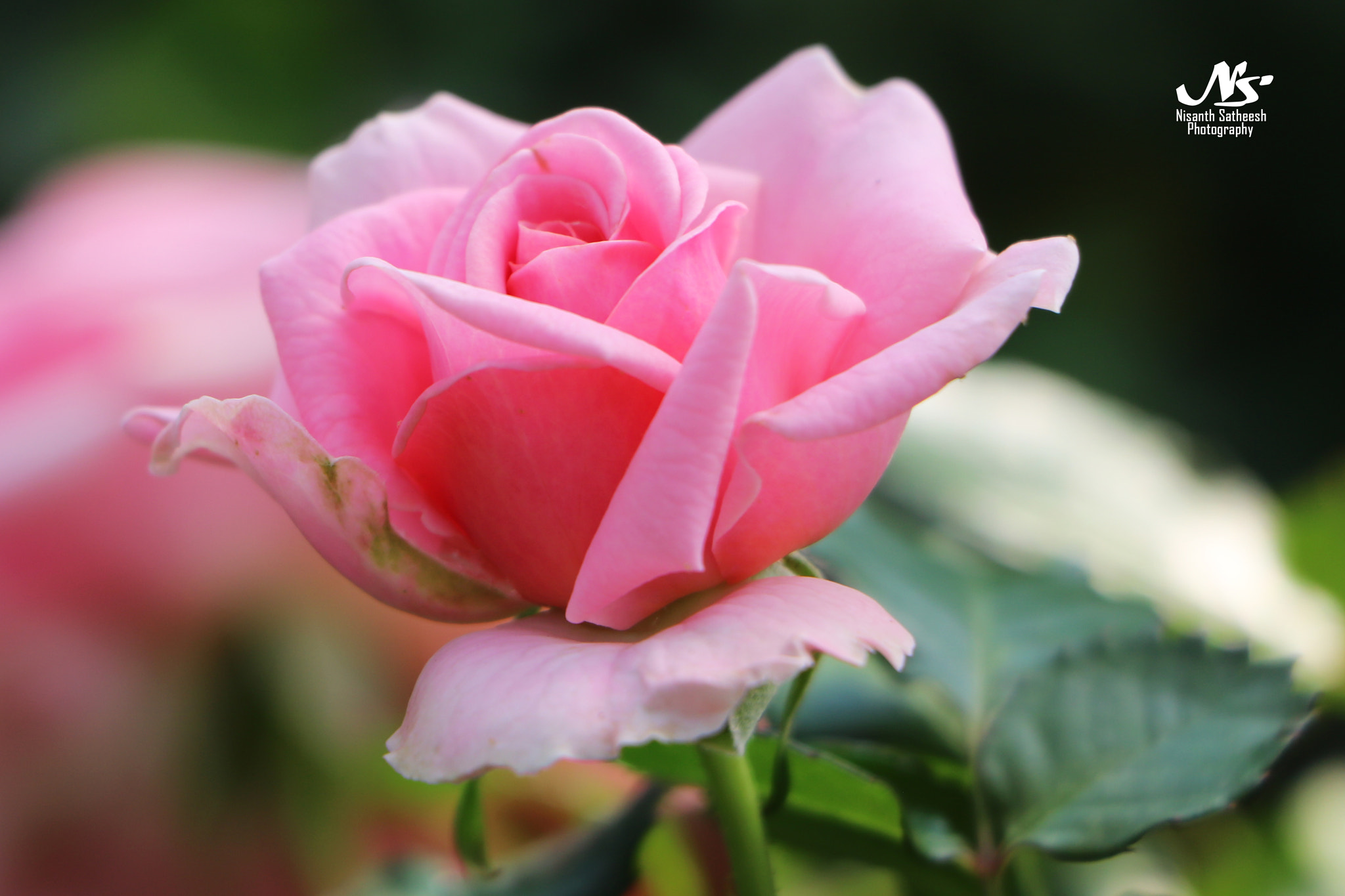 Canon EF-S 18-135mm F3.5-5.6 IS STM sample photo. Good morning photography