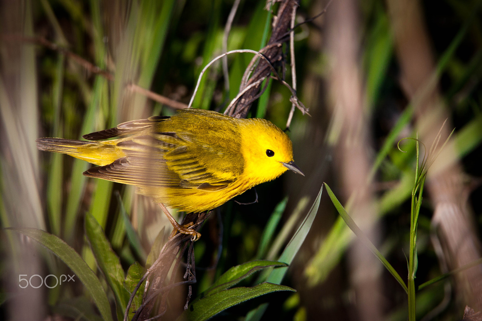 Tamron SP 150-600mm F5-6.3 Di VC USD sample photo. Yellow warbler photography